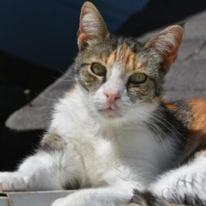 Julie