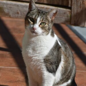 Lusi