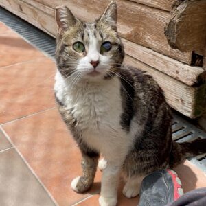 Gimo