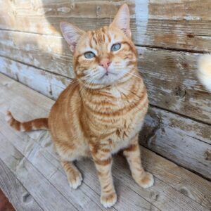 Ulises