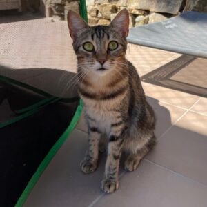 Indi