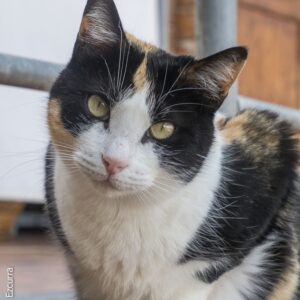 Mariloli