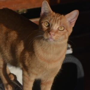 Ray