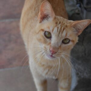 Misifuli