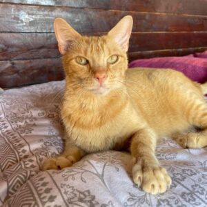 Ray