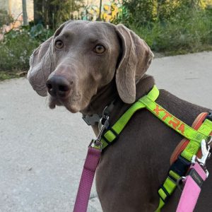 Dalka