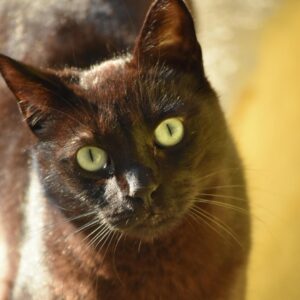 Bagheera