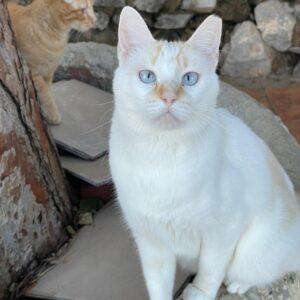 Apolo