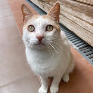 Tani