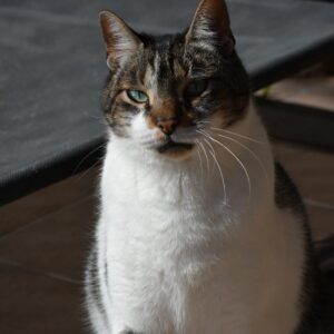 Chuky