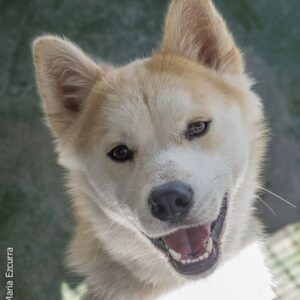 Balto