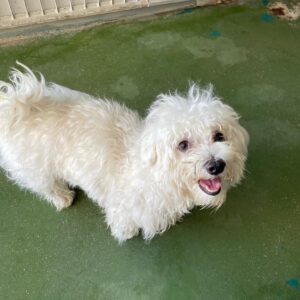 Coco