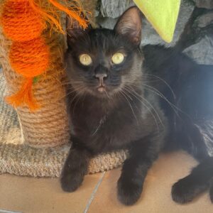 Blacky