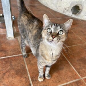 Mimi