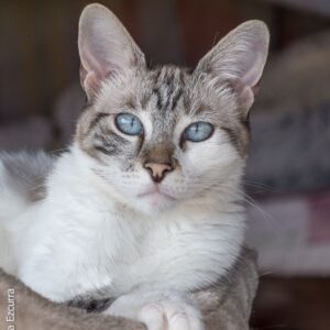 Cleo