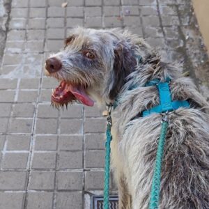 Gordon