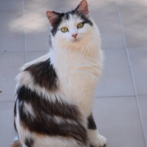 Themis