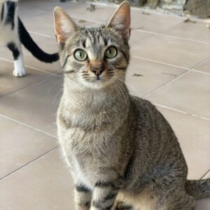 Farigola