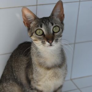 Farigola