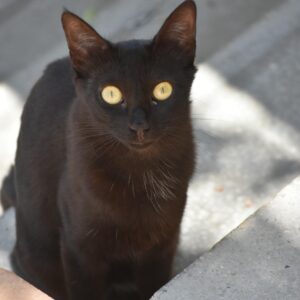 Celia