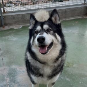 Kiara