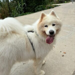 Koda