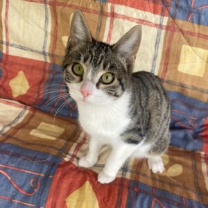 Piruleta