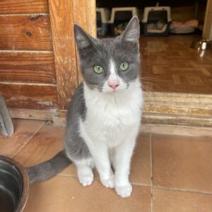 Cuqui