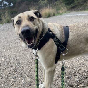 Chiqui