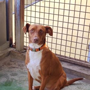 Canela