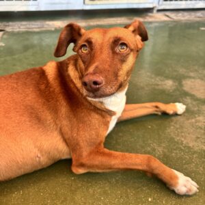 Canela