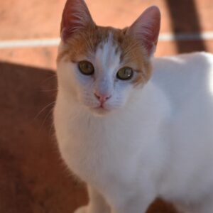 Judá