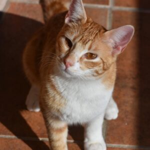 Naranjito