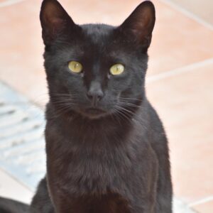 Salem