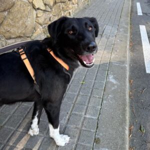 Tomasa