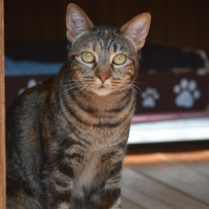 Musa