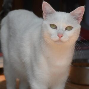 Cleo
