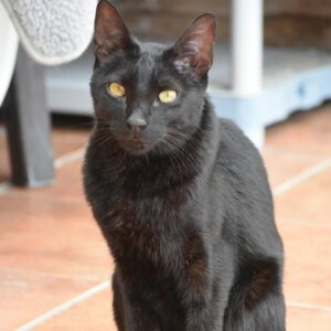 Michi