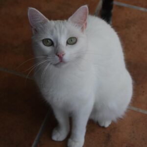 Cleo
