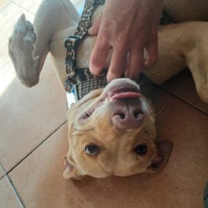 Deisy