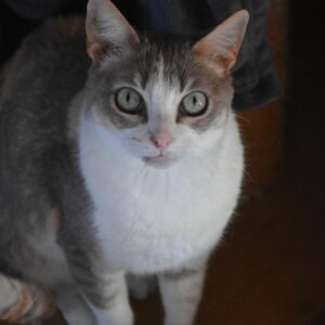 Mimi