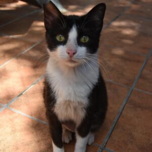 Herminia